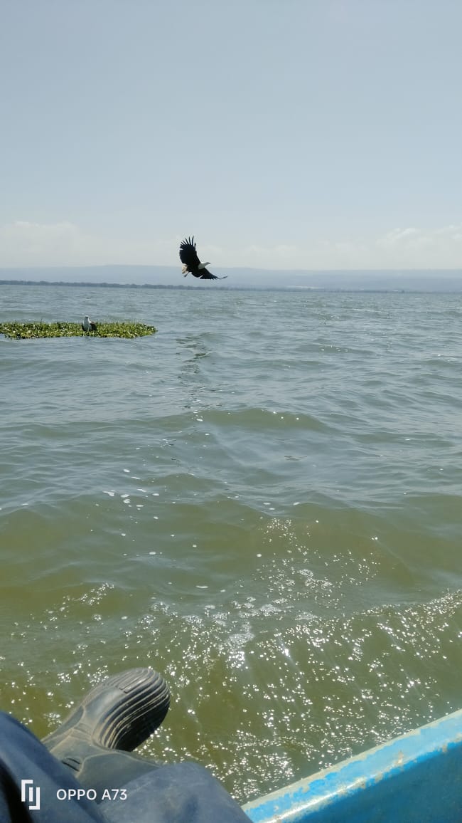 Flying bird over Lake Naivasha - aerial boat safari view